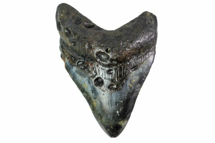 Fossil Megalodon Tooth - North Carolina #153092